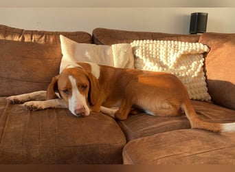 Rosie ♥️ wartet in 23617 Stockelsdorf