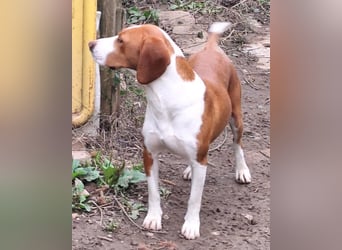 Rosie ♥️ liebevolle, aktive Bracken-Lady