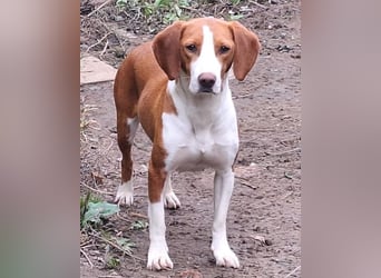 Rosie ♥️ liebevolle, aktive Bracken-Lady