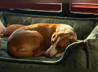 Rosie ♥️ wartet in 23617 Stockelsdorf