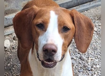 Rosie ♥️ liebevolle, aktive Bracken-Lady