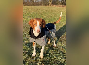 Rosie ♥️ wartet in 23617 Stockelsdorf