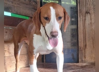 Rosie ♥️ liebevolle, aktive Bracken-Lady