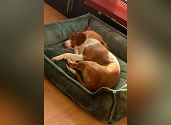 Rosie ♥️ wartet in 23617 Stockelsdorf