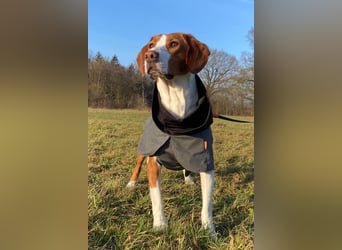 Rosie ♥️ wartet in 23617 Stockelsdorf