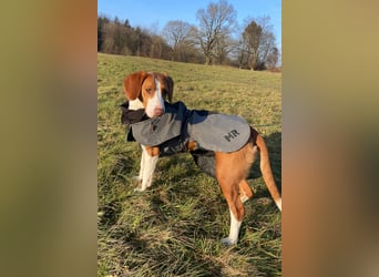 Rosie ♥️ wartet in 23617 Stockelsdorf auf dich