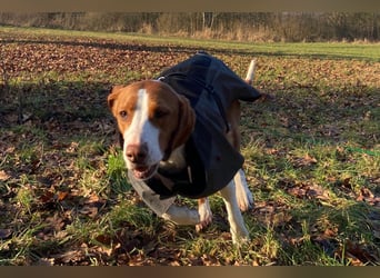 Rosie ♥️ wartet in 23617 Stockelsdorf auf dich
