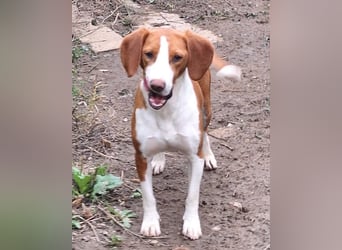 Rosie ♥️ liebevolle, aktive Bracken-Lady