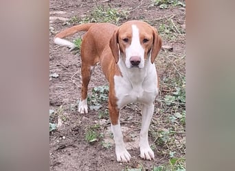 Rosie ♥️ liebevolle, aktive Bracken-Lady