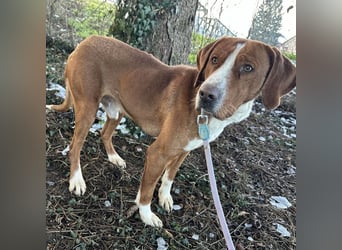 Maverick eine Seele von Hund