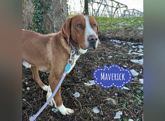 Maverick eine Seele von Hund