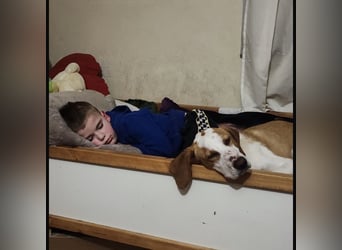 Winter eine wundervolle Seelenhündin