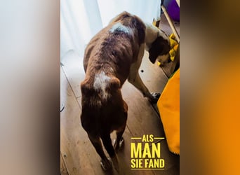 Winter eine wundervolle Seelenhündin