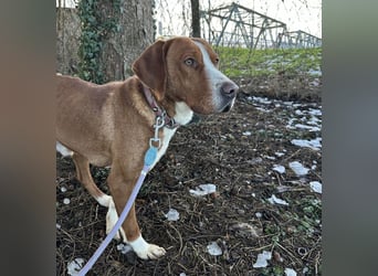 Maverick eine Seele von Hund