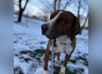 Maverick eine Seele von Hund