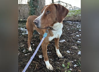 Maverick eine Seele von Hund