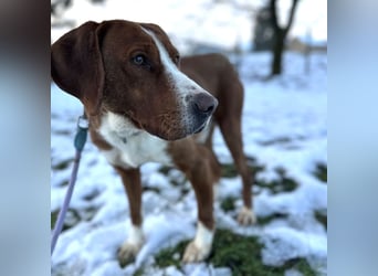 Maverick eine Seele von Hund