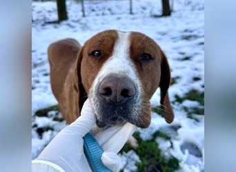 Maverick eine Seele von Hund