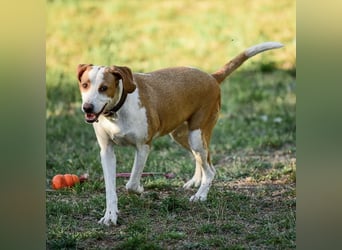Winter eine wundervolle Seelenhündin