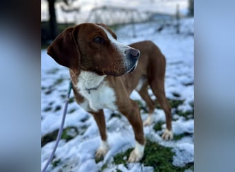 Maverick eine Seele von Hund