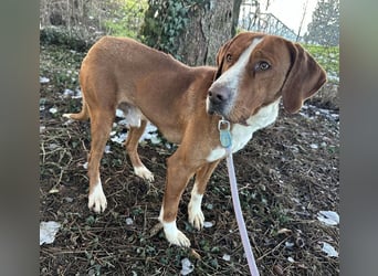 Maverick eine Seele von Hund