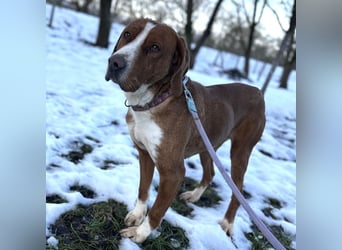 Maverick eine Seele von Hund