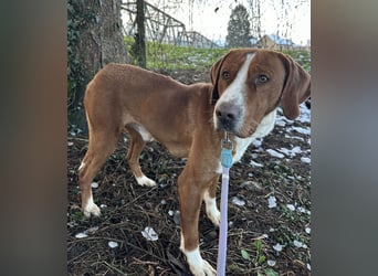 Maverick eine Seele von Hund