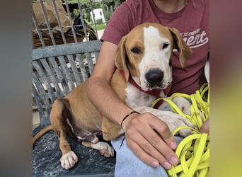 Gregorio - junger dynamischer Wirbelwind