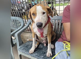 Gregorio - junger dynamischer Wirbelwind