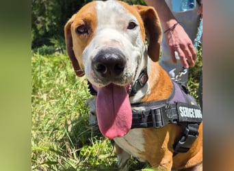 Gregorio - junger dynamischer Wirbelwind