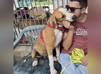 Gregorio - junger dynamischer Wirbelwind