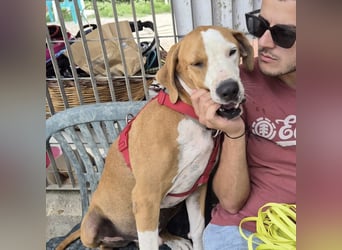 Gregorio - junger dynamischer Wirbelwind