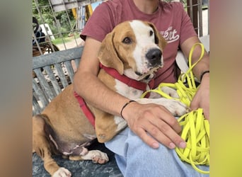 Gregorio - junger dynamischer Wirbelwind