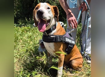 Gregorio - junger dynamischer Wirbelwind