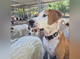 Gregorio - junger dynamischer Wirbelwind