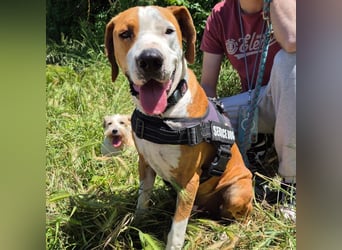 Gregorio - junger dynamischer Wirbelwind