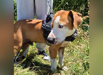 Gregorio - junger dynamischer Wirbelwind