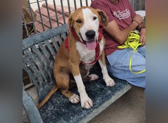 Gregorio - junger dynamischer Wirbelwind