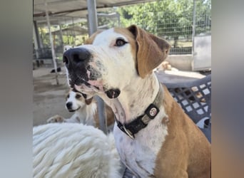 Gregorio - junger dynamischer Wirbelwind