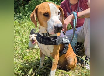 Gregorio - junger dynamischer Wirbelwind