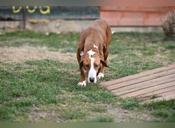 Barbara - sanfte Save Bracke