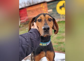 Risa - Schmusebracke