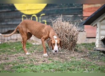 Barbara - sanfte Save Bracke
