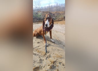 Barbara - sanfte Save Bracke