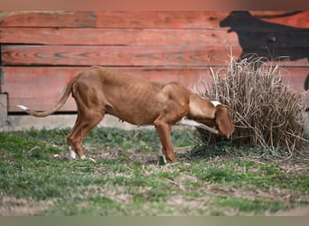 Barbara - sanfte Save Bracke