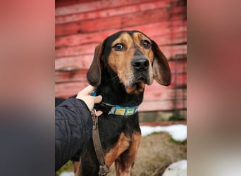 Risa - Schmusebracke