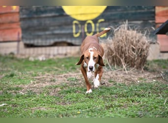 Barbara - sanfte Save Bracke