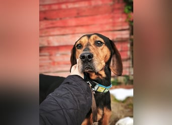 Risa - Schmusebracke