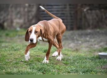 Barbara - sanfte Save Bracke