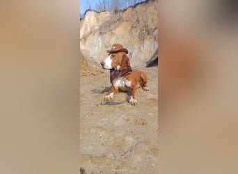 Barbara - sanfte Save Bracke